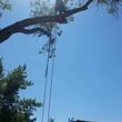 Photo #8: ANTONIO'S TREE SERVICE AND LANDSCAPING !!