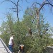Photo #1: ANTONIO'S TREE SERVICE AND LANDSCAPING !!
