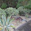 Photo #6: LANDSCAPING AND GARDENING