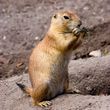 Photo #1: $25 OFF - Got Gophers? INTRODUCING A NEW WAY FOR GOPHER CONTROL