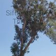 Photo #3: >>>>> TREE TRIMMING/ REMOVAL & OTHER LANDSCAPE SOLUTIONS <
