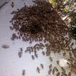 Photo #8: 🐝Bee Removal🐝Swarm/Hive🐝THEY LIVE-YOU SAVE😎
