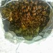 Photo #16: 🐝Bee Removal🐝Swarm/Hive🐝THEY LIVE-YOU SAVE😎