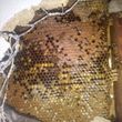 Photo #18: 🐝Bee Removal🐝Swarm/Hive🐝THEY LIVE-YOU SAVE😎