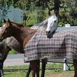 Photo #3: Retirement Horse Boarding: Fed 3x/day + DAILY Turn-Outs