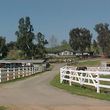 Photo #6: Retirement Horse Boarding: Fed 3x/day + DAILY Turn-Outs