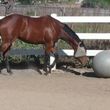 Photo #12: Retirement Horse Boarding: Fed 3x/day + DAILY Turn-Outs