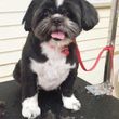 Photo #5: AFFORDABLE MOBLE DOG GROOMING ONLY 48$ !!!