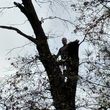 Photo #1: Chase's Tree Service