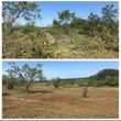 Photo #3: Forestry Mulching  / Cedar Clearing / Land Clearing