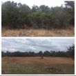 Photo #8: Forestry Mulching  / Cedar Clearing / Land Clearing