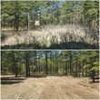 Photo #10: Clean Acres Brush Clearing, LLC