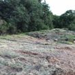 Photo #3: Field Mowing, Weed Removal Brush Clearing