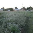 Photo #2: Tractor Work  Lot Clearing, Discing/ Mowing/ Rototilling. Insured