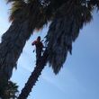 Photo #1: Sacramento professional  Tree services