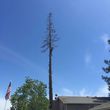 Photo #8: Sacramento professional  Tree services