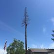 Photo #9: Sacramento professional  Tree services