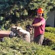 Photo #14: Sacramento professional  Tree services