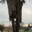 Photo #2: Tree service trimming and removal