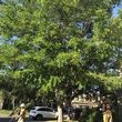 Photo #8: Tree Service A&G tree
