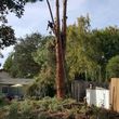 Photo #5: Tree Services and Stump Removal