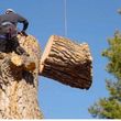 Photo #2: TREE SERVICES/Cheapest In Sac