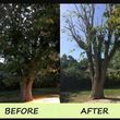 Photo #3: TREE SERVICES/Cheapest In Sac
