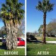 Photo #6: TREE SERVICES/Cheapest In Sac