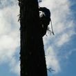 Photo #2: MORENO'STREE SERVICES CALL FOR FREE ESTIMATES