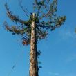 Photo #3: MORENO'STREE SERVICES CALL FOR FREE ESTIMATES