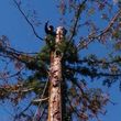 Photo #4: MORENO'STREE SERVICES CALL FOR FREE ESTIMATES