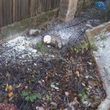 Photo #15: Carrillo's Stump Grinding**sameday service available