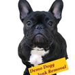 Photo #1: Demo Dogg Junk Removal