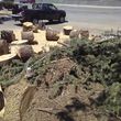 Photo #5: Tree trim/ removal, Lawn service