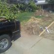 Photo #11: Tree trim/ removal, Lawn service