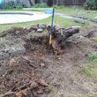 Photo #12: Tree trim/ removal, Lawn service