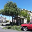 Photo #14: Tree trim/ removal, Lawn service