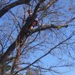 Photo #13: Most Affordable Tree Care