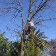 Photo #15: Most Affordable Tree Care
