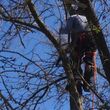 Photo #18: Most Affordable Tree Care