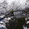 Photo #19: Most Affordable Tree Care