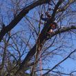 Photo #21: Most Affordable Tree Care