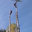 Photo #2: Tree Services ( climbing - removal -trimming - chipping