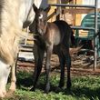 Photo #1: Horse Boarding Stalls and Pasture