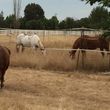 Photo #2: Horse Boarding Stalls and Pasture