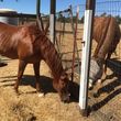 Photo #3: Horse Boarding Stalls and Pasture