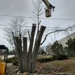Photo #4: Tree Removal and Trimming. Stump Grinding