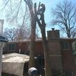 Photo #5: Tree Removal and Trimming. Stump Grinding