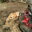 Photo #7: Tree Removal and Trimming. Stump Grinding