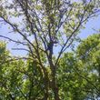 Photo #3: Have Storm Damage?? Need Tree trimming or removals??